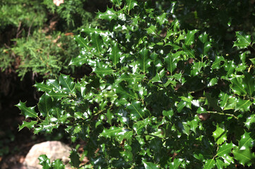 evergreen holly with green leaves