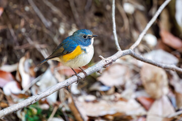 幸せの青い鳥、可愛いルリビタキ（ヒタキ科）。

日本国千葉県市川市、大町公園自然観察園にて。
2024年3月9日撮影。

A happy blue bird, the lovely Red-flanked Bluetail (Tarsiger cyanurus, family comprising flycatchers).

At Omachi park natural observation 