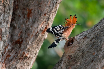 Common Hoopoe, Hoopoe (Upupa epops) The body has light brown stripes. or white and black The mouth is long, slender and curved. Feeding the baby. Phra Nakhon Si Ayutthaya, Thailand. © Pluto Mc