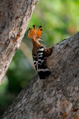 Common Hoopoe, Hoopoe (Upupa epops) The body has light brown stripes. or white and black The mouth is long, slender and curved. Feeding the baby. Phra Nakhon Si Ayutthaya, Thailand. © Pluto Mc