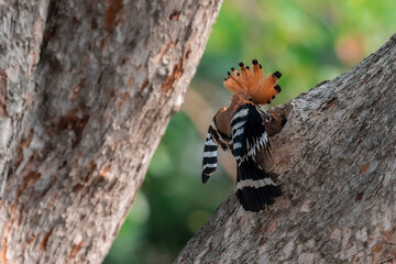 Common Hoopoe, Hoopoe (Upupa epops) The body has light brown stripes. or white and black The mouth is long, slender and curved. Feeding the baby. Phra Nakhon Si Ayutthaya, Thailand. © Pluto Mc