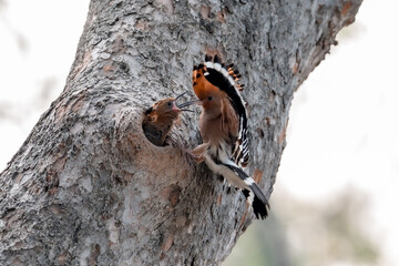 Common Hoopoe, Hoopoe (Upupa epops) The body has light brown stripes. or white and black The mouth is long, slender and curved. Feeding the baby. Phra Nakhon Si Ayutthaya, Thailand. © Pluto Mc