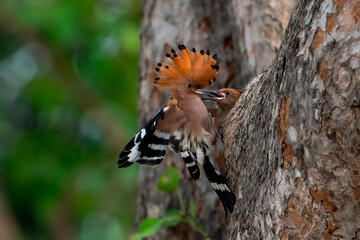 Common Hoopoe, Hoopoe (Upupa epops) The body has light brown stripes. or white and black The mouth is long, slender and curved. Feeding the baby. Phra Nakhon Si Ayutthaya, Thailand. © Pluto Mc