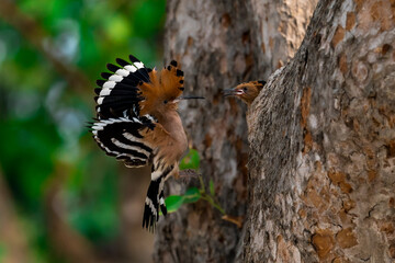 Common Hoopoe, Hoopoe (Upupa epops) The body has light brown stripes. or white and black The mouth is long, slender and curved. Feeding the baby. Phra Nakhon Si Ayutthaya, Thailand. © Pluto Mc