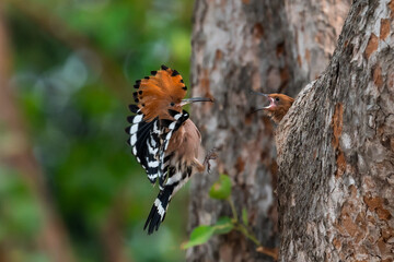 Common Hoopoe, Hoopoe (Upupa epops) The body has light brown stripes. or white and black The mouth is long, slender and curved. Feeding the baby. Phra Nakhon Si Ayutthaya, Thailand. © Pluto Mc