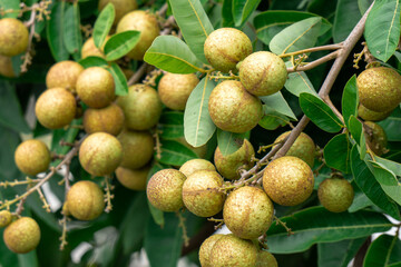 Longan fruit on a tree with green leaves