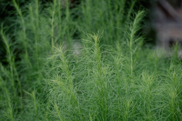An image of a green plant with thin leaves.
