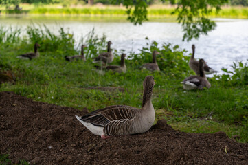Gray field geese  at a lake