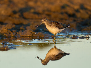 Common greenshank (Tringa nebularia)