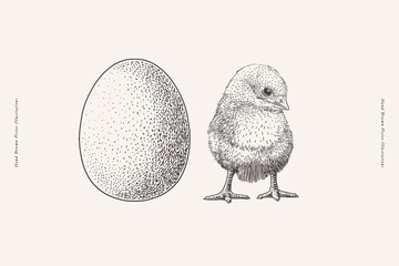 Cute little chick and egg on a light background. Adorable nestling in engraving style. Domestic country bird, vector illustration. © KOSIM