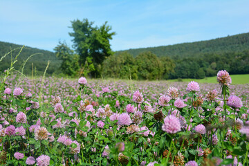 Red clover field in green nature at the edge of the forest