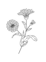 Hand drawn line art minimalist calendula illustration. Healing herb, flower, aromatherapy plant, herbal tea ingredient and graphic design element. Organic skincare ingredient.
