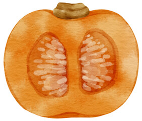 squash pumpkin watercolor style for Thanksgiving Decorative