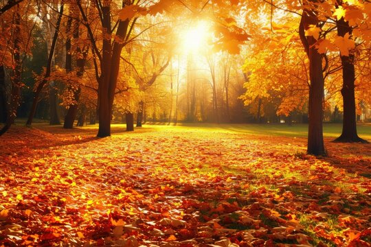 A beautiful autumn scene with trees and leaves on the ground