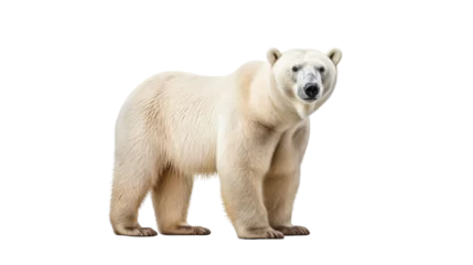 Foto op Canvas Stunning Polar Bear Close-Up on transparent background © Farah