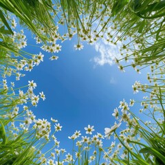 Fototapeta premium A field of white flowers with a blue sky in the background