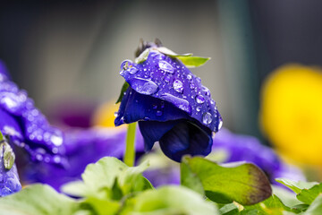 Winter pansy flower. Water drops on petal during the rain. Spring flower with wet petals. Botanical...