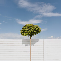 Beautiful decorative tree with green leaves over white fence and blue sky. Summer background - 757046311