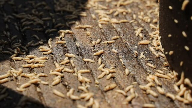 Black soldier fly larvae (BSF) for organic manure recycling waste from food or vegetables footage.