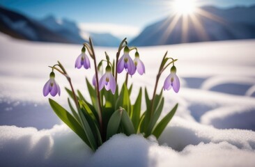 Lilac snowdrops on the background of the mountains