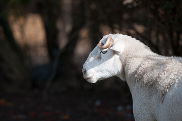 Obraz premium Dorper white headed ram looking to the left with curled horn very visible and dark blurred background