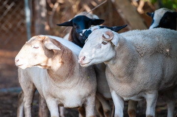 Group of Dorper Sheep loo looking to the left with curled horn very visible and blurred background