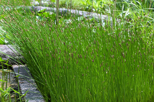 a close-up with many Juncus ensifolius plants
