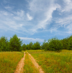 green forest glade with ground road at summer day