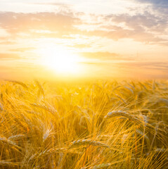 Obraz premium ckoseup wheat field at the dramatic sunset, summer agricultural scene