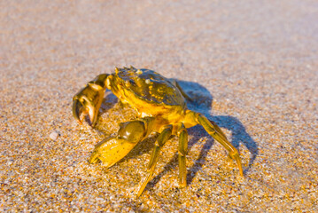 closeup crab on sandy sea beach