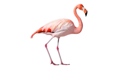 Fotobehang Majestic Pink Flamingo Close-Up on isolated background © Farah
