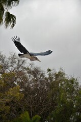 Marabu african in Jungle Park, Tenerife island