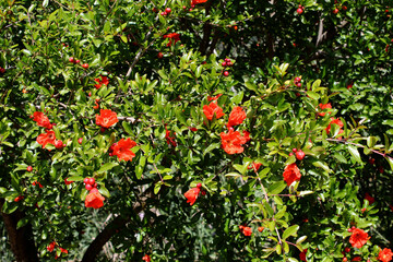 Sicile, grenadier en fleurs