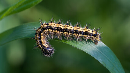 Raupe des Kleinen Fuchses - Aglais urticae