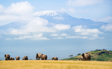 Herd of elephants grazing in Amboseli with Mount Kilimanjaro in background - 757050354