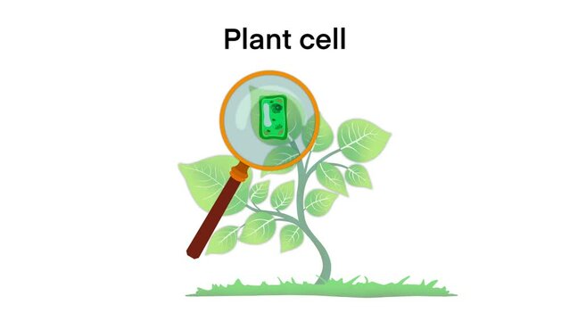 Plant cell anatomy, animation of the Plant cell anatomy structure, Common plant cell parts, Plant cell anatomy, biology science education school book concept microbiology organism scheme labels