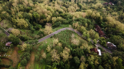 aerial view of asphalt road winding between forests and beautiful green rice fields.