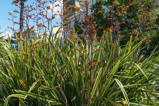 New Zealand flax flowers in bloom. Orange fowers of Flax Lily Plant (Phormium tenax) or harakeke in Sochi.