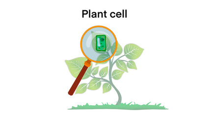 Plant cell anatomy, Illustration of the Plant cell anatomy structure, Common plant cell parts, Plant cell anatomy, biology science education school book concept microbiology organism scheme labels