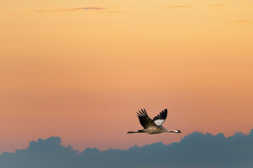 Naklejka premium Cranes fly in the sky at sunset. Migratory birds on the Darss. Wildlife photo
