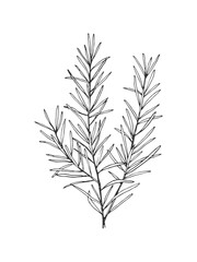 Hand drawn line art minimalist rosemary illustration. Healing herbs, culinary herbs, aromatherapy plants, herbal tea ingredients and graphic design elements. Organic skincare ingredients.