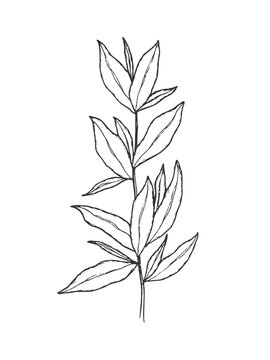Hand drawn line art minimalist savory illustration. Summer savory. Healing herbs, culinary herbs, aromatherapy plants, herbal tea ingredients and graphic design elements. Organic skincare ingredients.