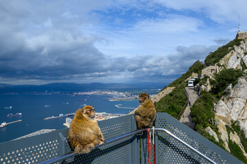 Gibraltar monkeys on the Rock of Gibraltar. - obrazy, fototapety, plakaty
