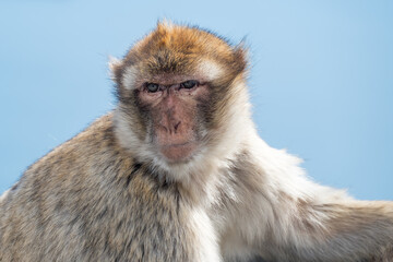 Gibraltar monkey on the Rock of Gibraltar.