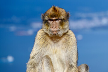 Gibraltar monkey on the Rock of Gibraltar.
