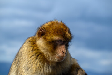 Gibraltar monkey on the Rock of Gibraltar.