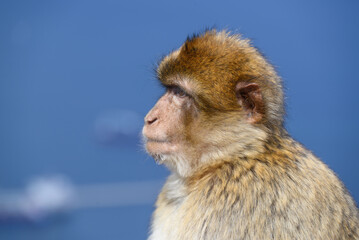 Gibraltar monkey on the Rock of Gibraltar.