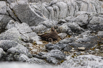 Skua avec son petit dans les roches en Antarctique