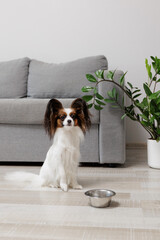 Cute fluffy papillon dog sitting near metal bowl and waiting food