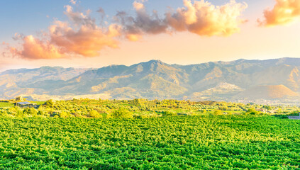 green rows of wineyard with grape on a winery during sunset with amazing mountains and clouds on background